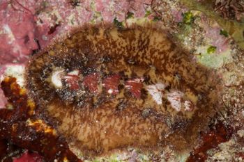 Media type: image;   Malacology 384364